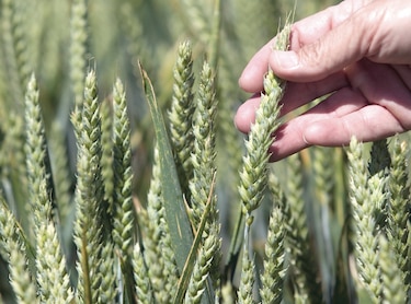 La pandemia debe transformar la agricultura