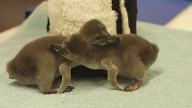 Nacen dos pingüinos en el Zoológico de Londres