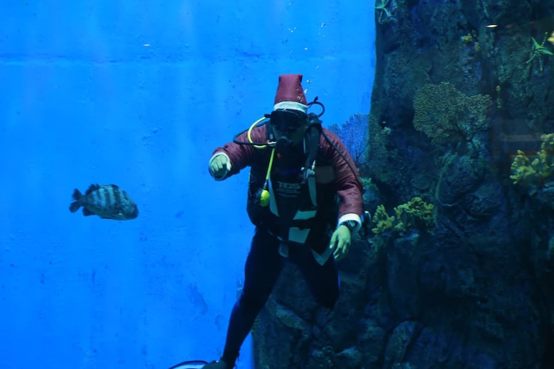 Navidad bajo el agua: buzos y peces protagonizan jornada especial en el Biomuseo