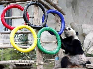 Nace ‘panda olímpico’ en suroeste de China