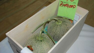 Récord en venta de dos melones en Japón