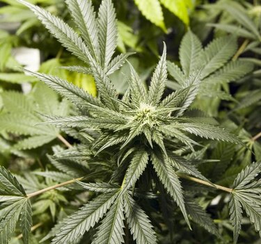 Los uruguayos viven con indiferencia su novedosa regulación de la marihuana