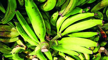 Producción de plátano en Barú en riesgo por inundaciones y ahora falta de agua