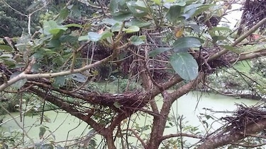 Ambientalistas en Azuero piden proteger hábitat de especies de aves en peligro de extinción