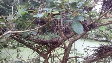 Ambientalistas en Azuero piden proteger hábitat de especies de aves en peligro de extinción