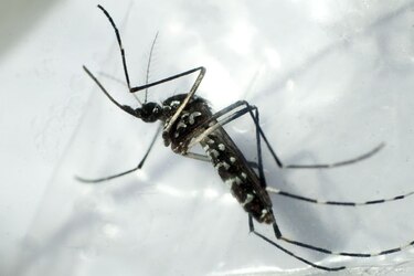 Descubren una proteína responsable del desarrollo del dengue hemorrágico