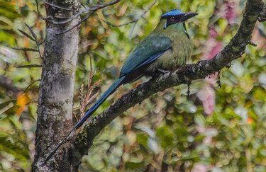 Científicos estudian el hábitat de las aves cantoras en Estados Unidos