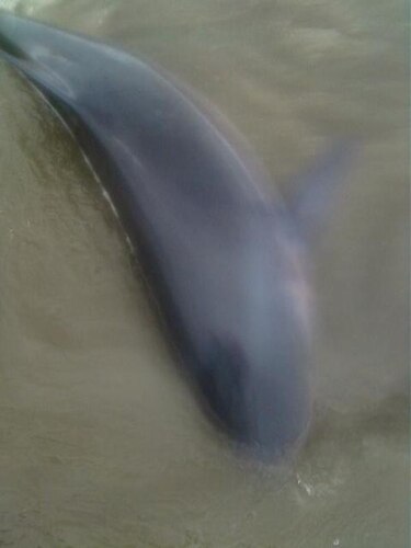 Encuentran delfines muertos cerca de la costa de Pedasí
