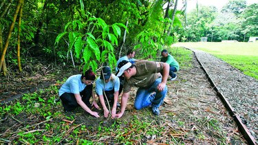 Comienza consulta de incentivos forestales