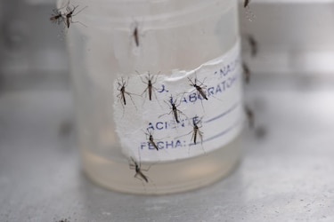 Advertencia de la OPS: aumento de casos de influenza y dengue en el hemisferio Sur