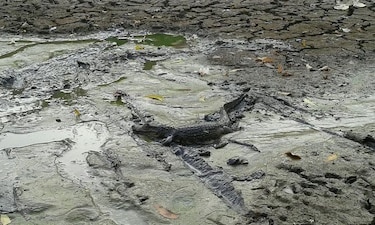 Se agotan las aguas superficiales en Azuero