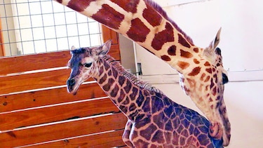 Video de jirafa genera caudal de dinero para zoológico