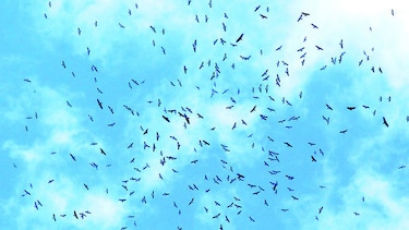 Aves se toman el cielo de Panamá