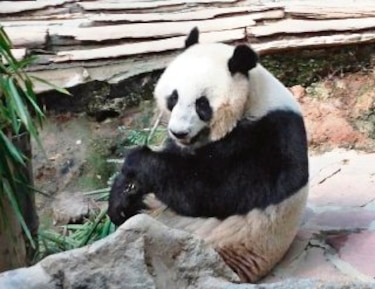 Un millón anual por pareja panda