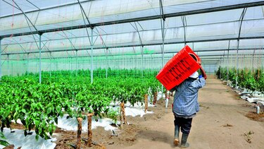 Siembra bajo techo recibirá incentivo
