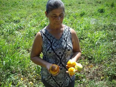 Unas 2 mil 500 toneladas de tomate se dejan de producir en Azuero