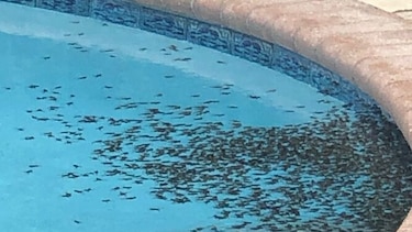 Sapos venenosos agobian a comunidad en Florida