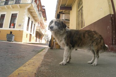 En busca de  las mejores prácticas de manejo de animales