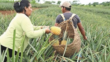 Agroturismo en temporada de cosecha