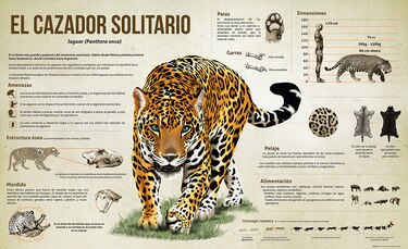 Exhibición 'Tierra de jaguares' busca promover la conservación de esta especie