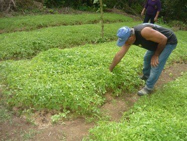 Sembrarán 5 mil toneladas menos de tomate de lo programado