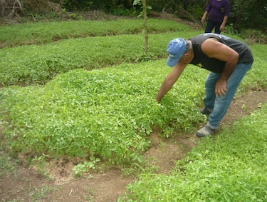 Sembrarán 5 mil toneladas menos de tomate de lo programado