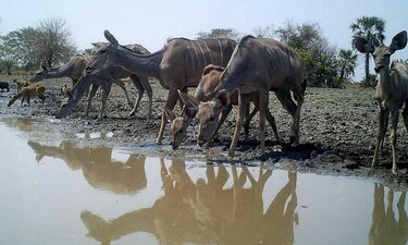 Fauna se recupera en Mozambique tras fin de la guerra civil