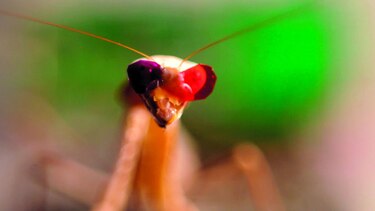 La mantis religiosa ve en tercera dimensión
