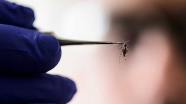 El zika puede provocar malformaciones sin microcefalia
