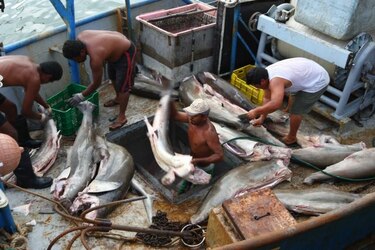 Costa Rica y Colombia se alían para combatir pesca ilegal