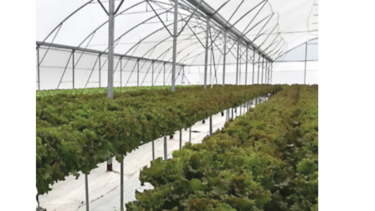 Hidroponía se abre camino para producir en Volcán