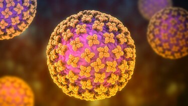 Qué es el hantavirus, la infección sospechosa de causar 3 muertes en un crucero que zarpó de Ushuaia
