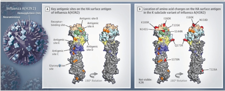 Influenza A(H3N2) en Panamá: prevención, síntomas y monitoreo de la variante K