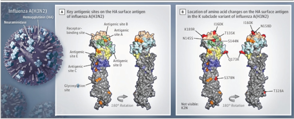 Qué es el subclado K de la influenza A(H3N2) y por qué preocupa a los expertos