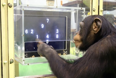 Retirarán últimos chimpancés de laboratorios del gobierno de EU