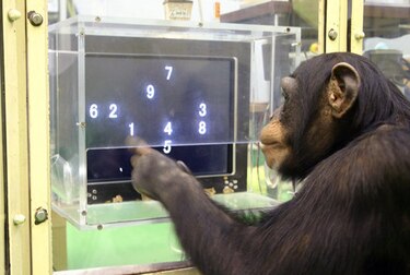 Retirarán últimos chimpancés de laboratorios del gobierno de EU