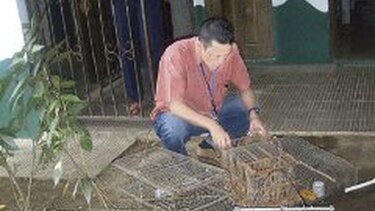 Decomisan animales en peligro de extinción