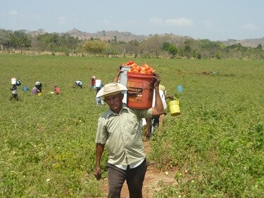 Tomateros de Azuero, en espera de bono de productividad