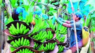 Pasan contrato con Banapiña