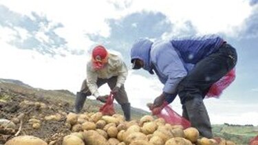 Paperos buscan una semilla fuerte y sana