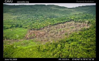 ONG denuncia aumento de la deforestación amazónica de casi 400% en octubre