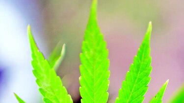 Marley le canta a la despenalización de la marihuana