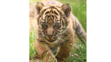 Nace un raro ejemplar de tigre de Sumatra en Polonia