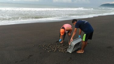 Liberan 2 mil neonatos de tortuga en Cambutal