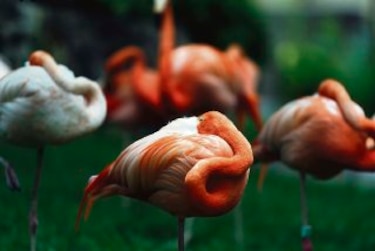 Retoños de la fauna