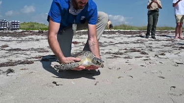 Liberan a dos tortugas marinas verdes en los Cayos de Florida por el Día de la Tierra