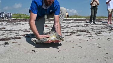 Liberan a dos tortugas marinas verdes en los Cayos de Florida por el Día de la Tierra