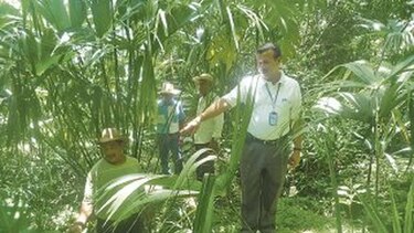 Escasea la fibra para elaborar sombreros