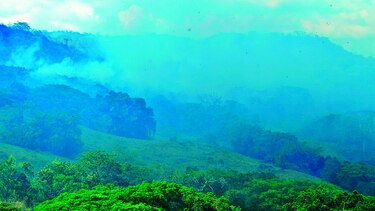 Panamá pierde áreas boscosas