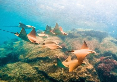 Ecuador amplía reserva de Galápagos que involucra a Panamá, Colombia y Costa Rica